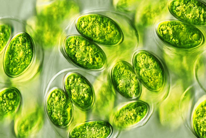 Antipathogenic activity