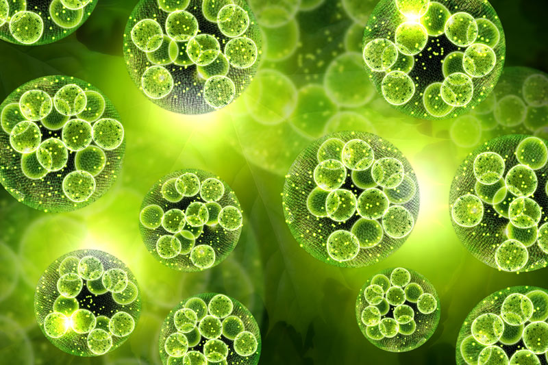 Universal bioproduct