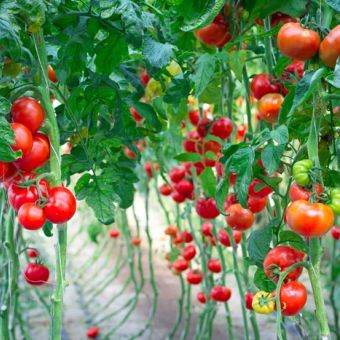 Increasing crop yields
