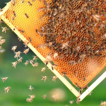 Increasing beekeeping productivity