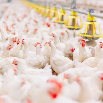 Increasing poultry productivity