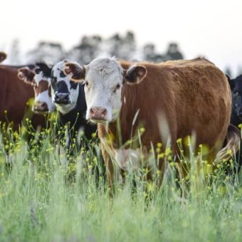 Increasing livestock productivity