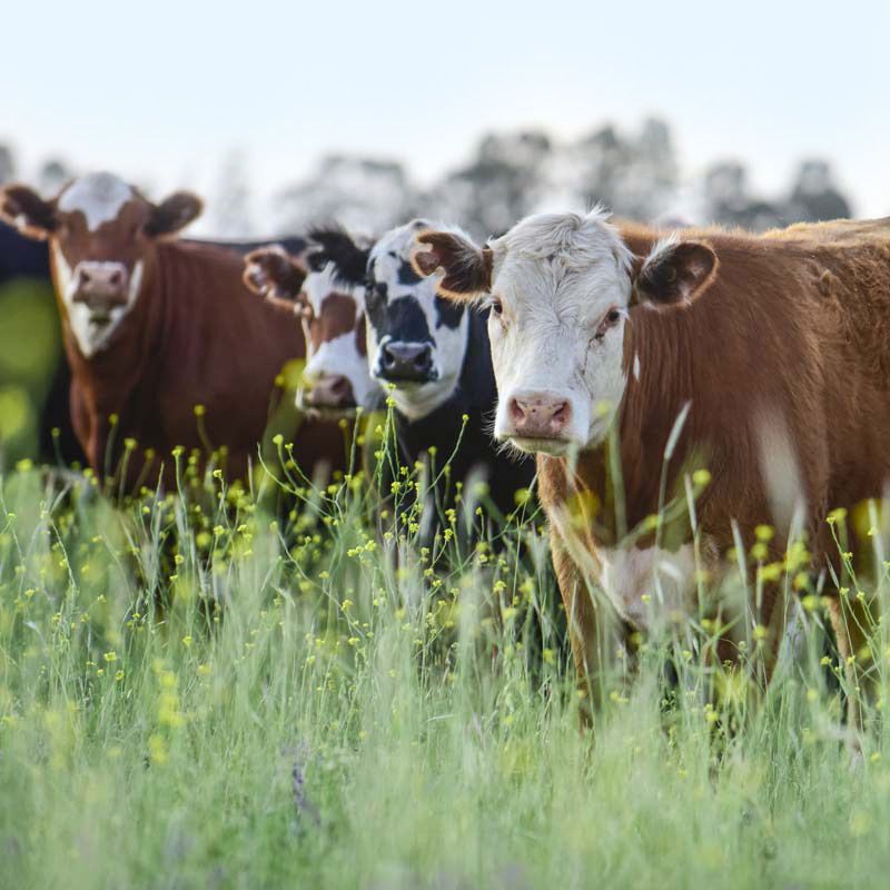 Livestock farming