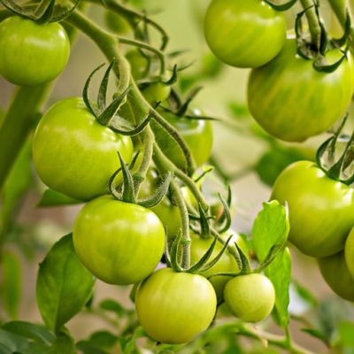 Increasing tomatoes yield