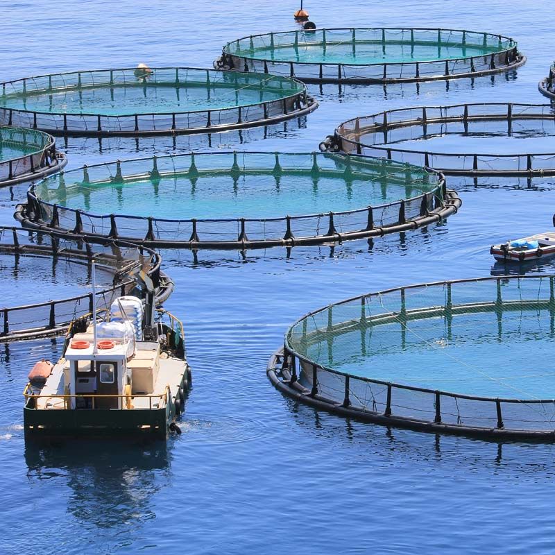 Fish farming