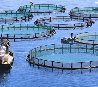 Fish farming