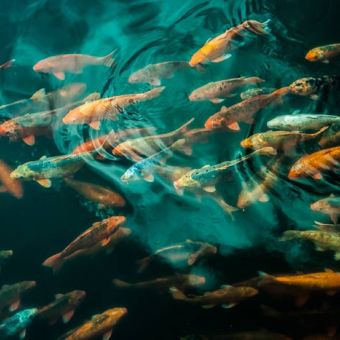 Increasing fish productivity