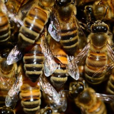 Apiary Medoletto (Lipetsk region)