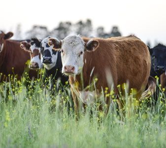 Livestock farming